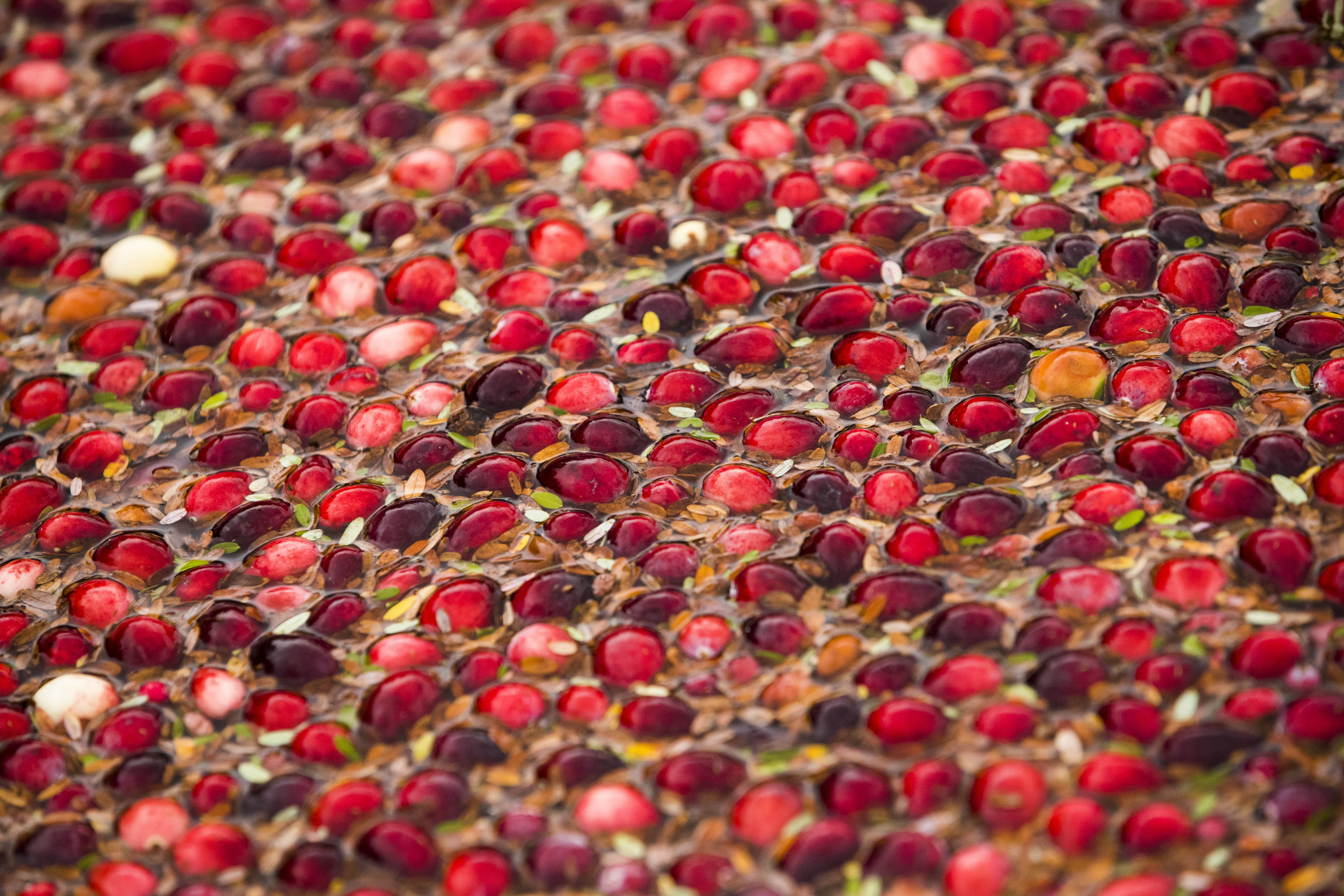 Cranberries in the bog at Spring River Farm in East Taunton, Mass. MUST CREDIT: Photo for The Washington Post by Adam Glanzman