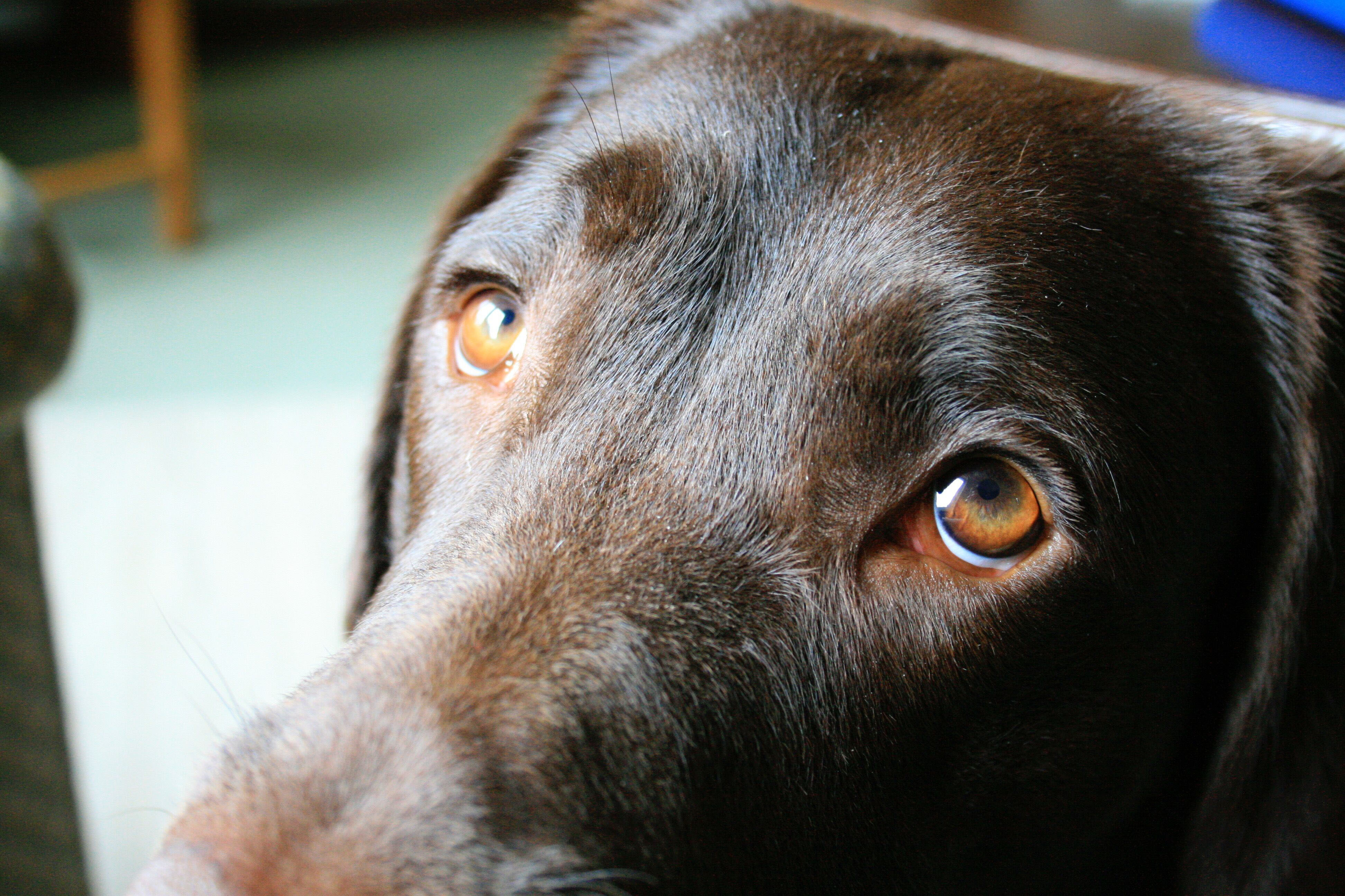 Scientists think they know why dogs have eyes that tug at our hearts
