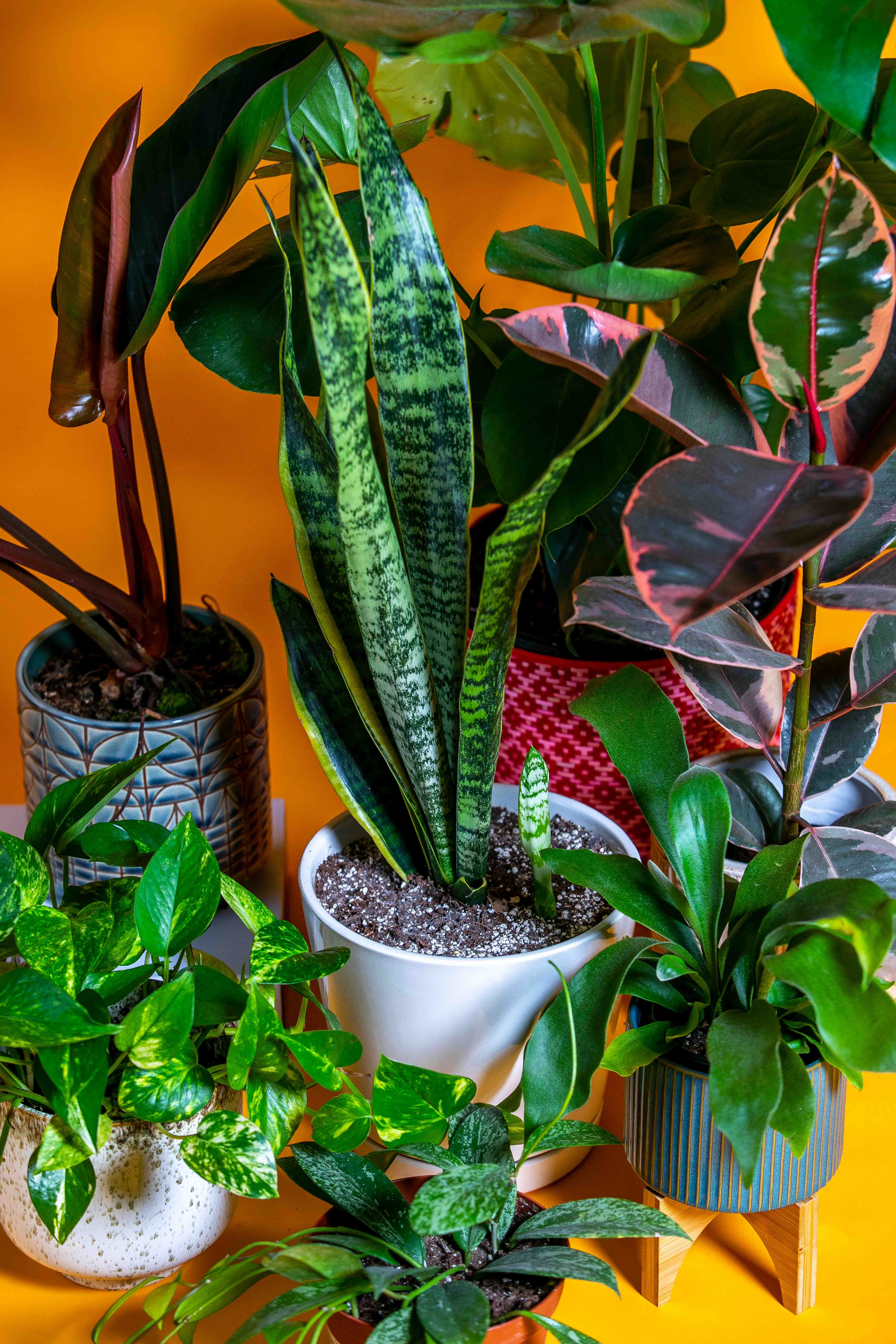 How to grow houseplants that help  not hurt  the planet