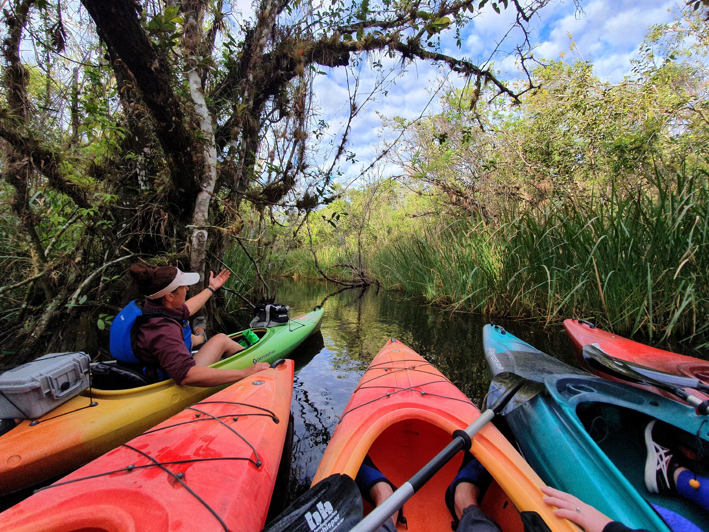 Alligators take center stage at Florida's Everglades National Park - Vimarsana News