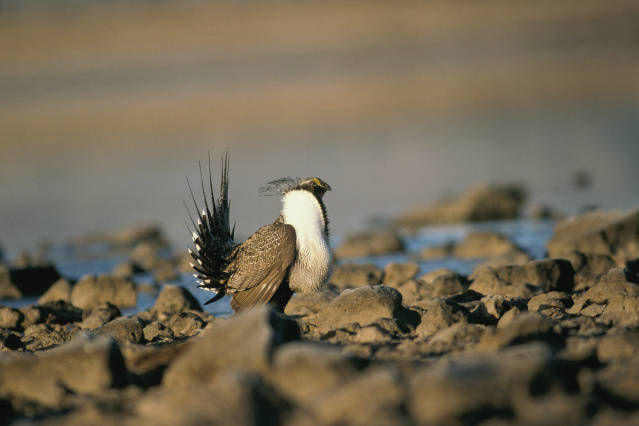 Male greater sage grouse in mating display on rocky ground in Modoc County, California. MUST CREDIT: Dave Menke/U.S. Fish and Wildlife Service.